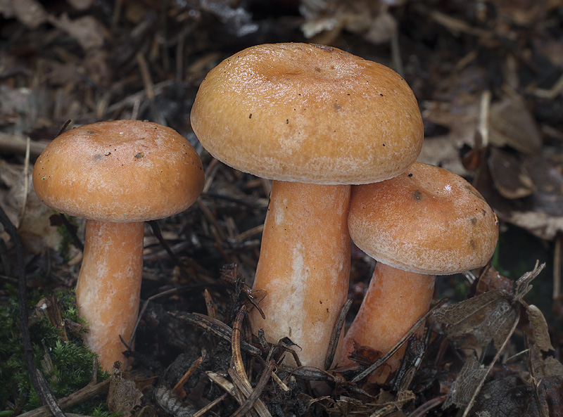 Lactarius deterrimus